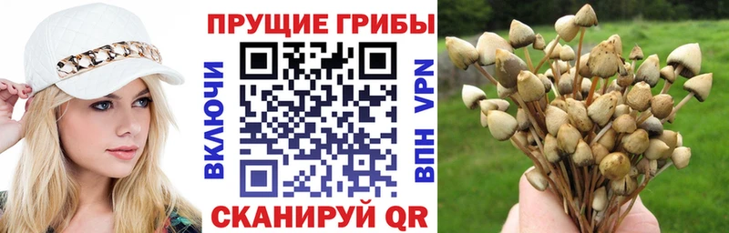 нарко площадка наркотические препараты  Пучеж  Псилоцибиновые грибы MAGIC MUSHROOMS 